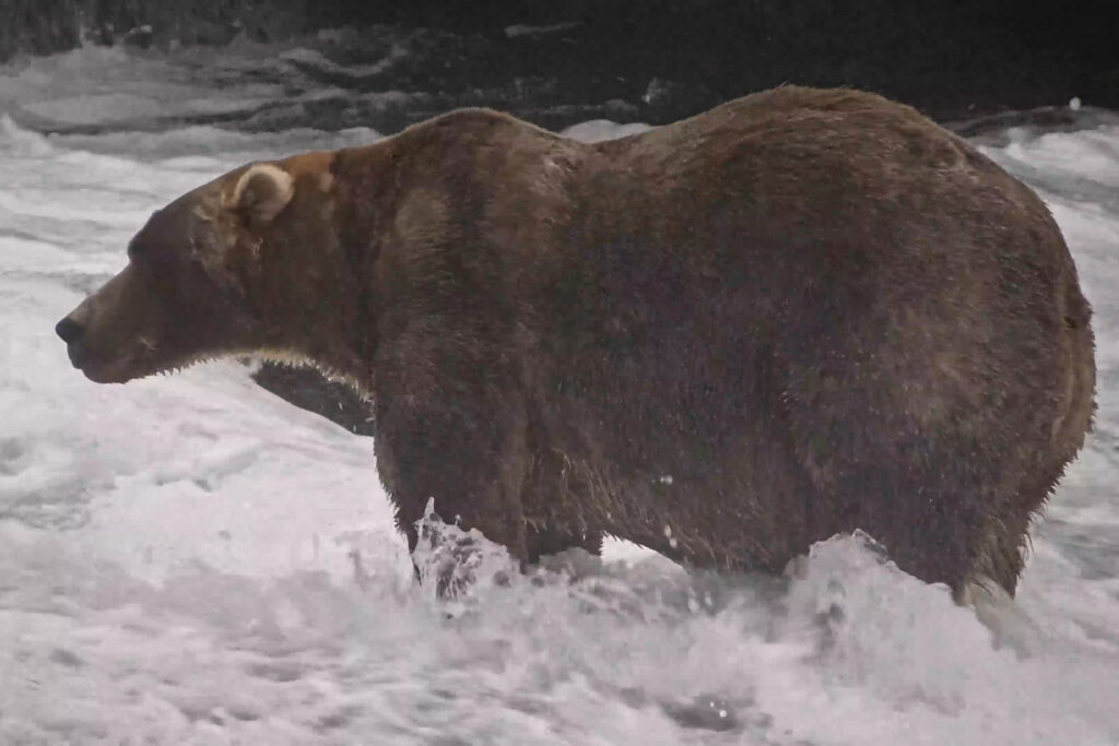 Fat Bear Week’s new winner is 89 ‘Backpack’
