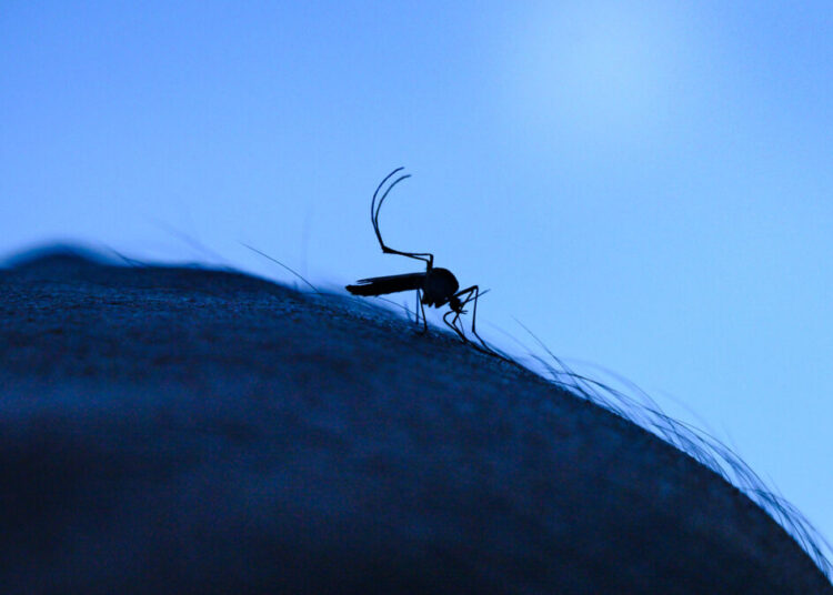 Trump is taking on D.C.’s mosquitos