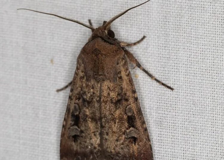 Moth Swarms Sweep Across Australia. That’s Good News.
