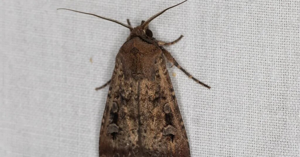 Moth Swarms Sweep Across Australia. That’s Good News.