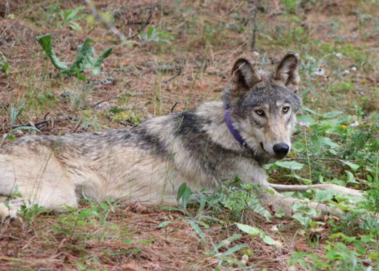 California revives Wildlife Coexistence Program amid record wolf pup boom