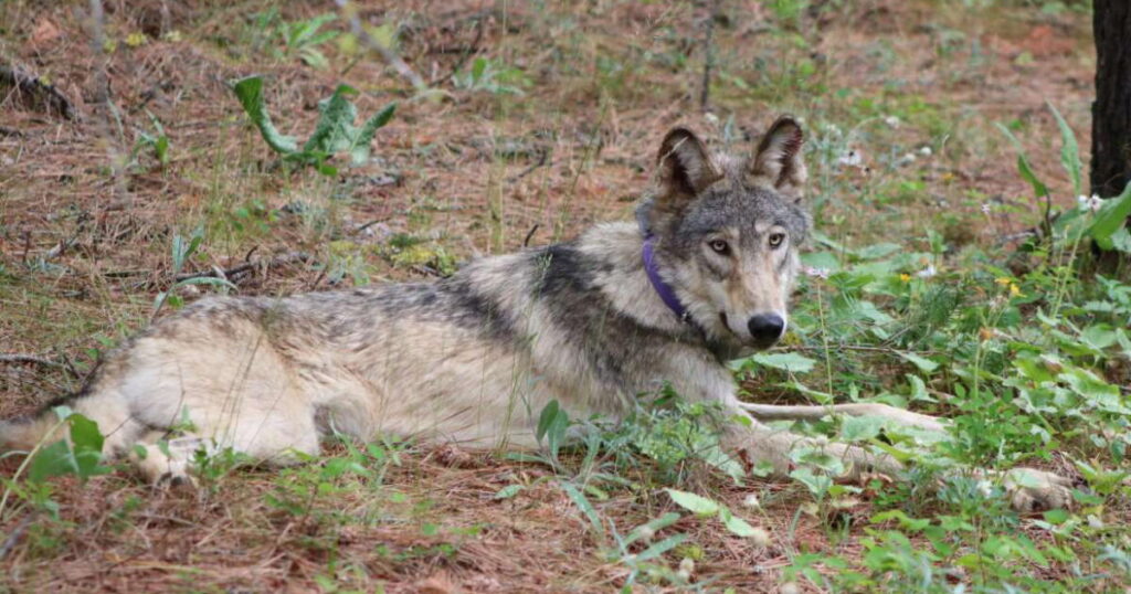 California revives Wildlife Coexistence Program amid record wolf pup boom