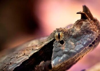 A Viper That Caused Alarm in California Was A.I.-Generated