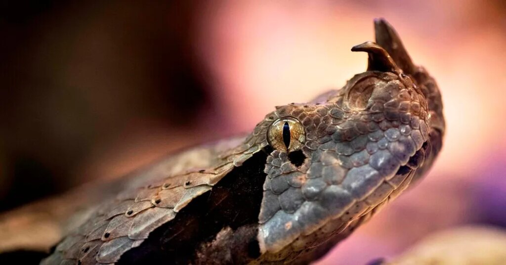 A Viper That Caused Alarm in California Was A.I.-Generated