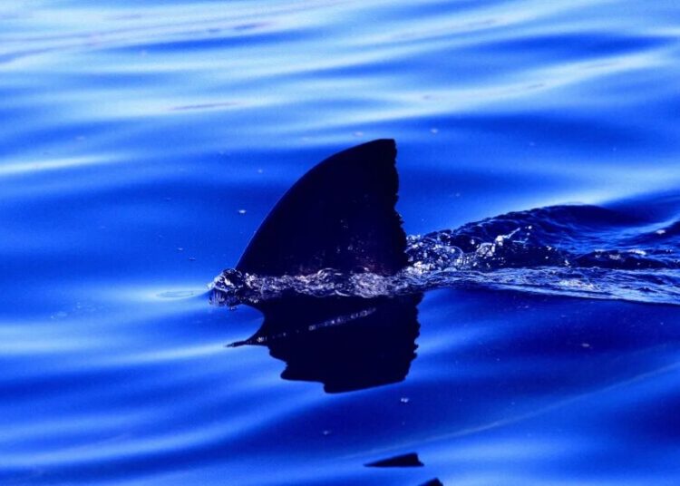 New Jersey So Flooded That a Shark Was Spotted Swimming Through a Suburban Neighborhood