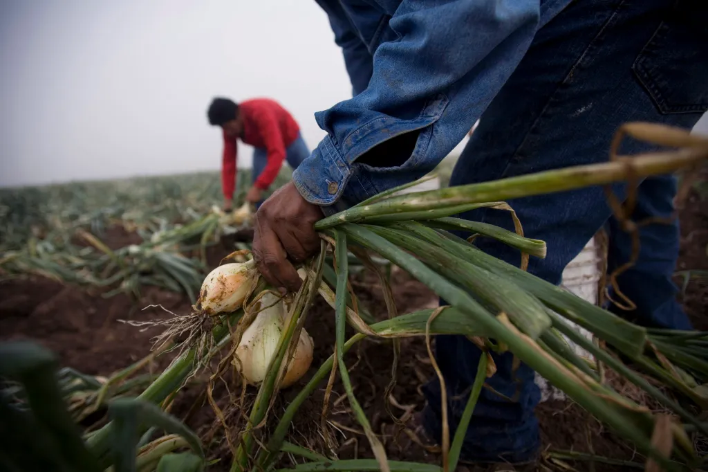 A laborer's hands harvesting yellow onions in a field, with another laborer in the background.