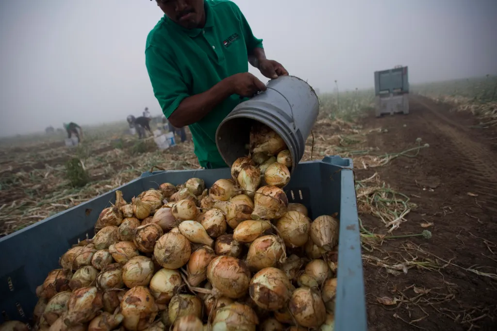 A Mexican laborer pours harvested yellow onions from a bucket into a large bin in a field in Rio Grande City, Texas.