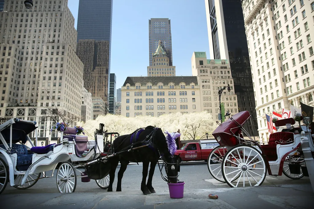 A carriage horse eating from a purple bucket in front of Central Park.