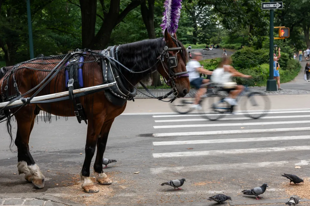 A carriage horse in Central Park with a purple feathered headpiece and elaborate harness, with two blurred cyclists and a