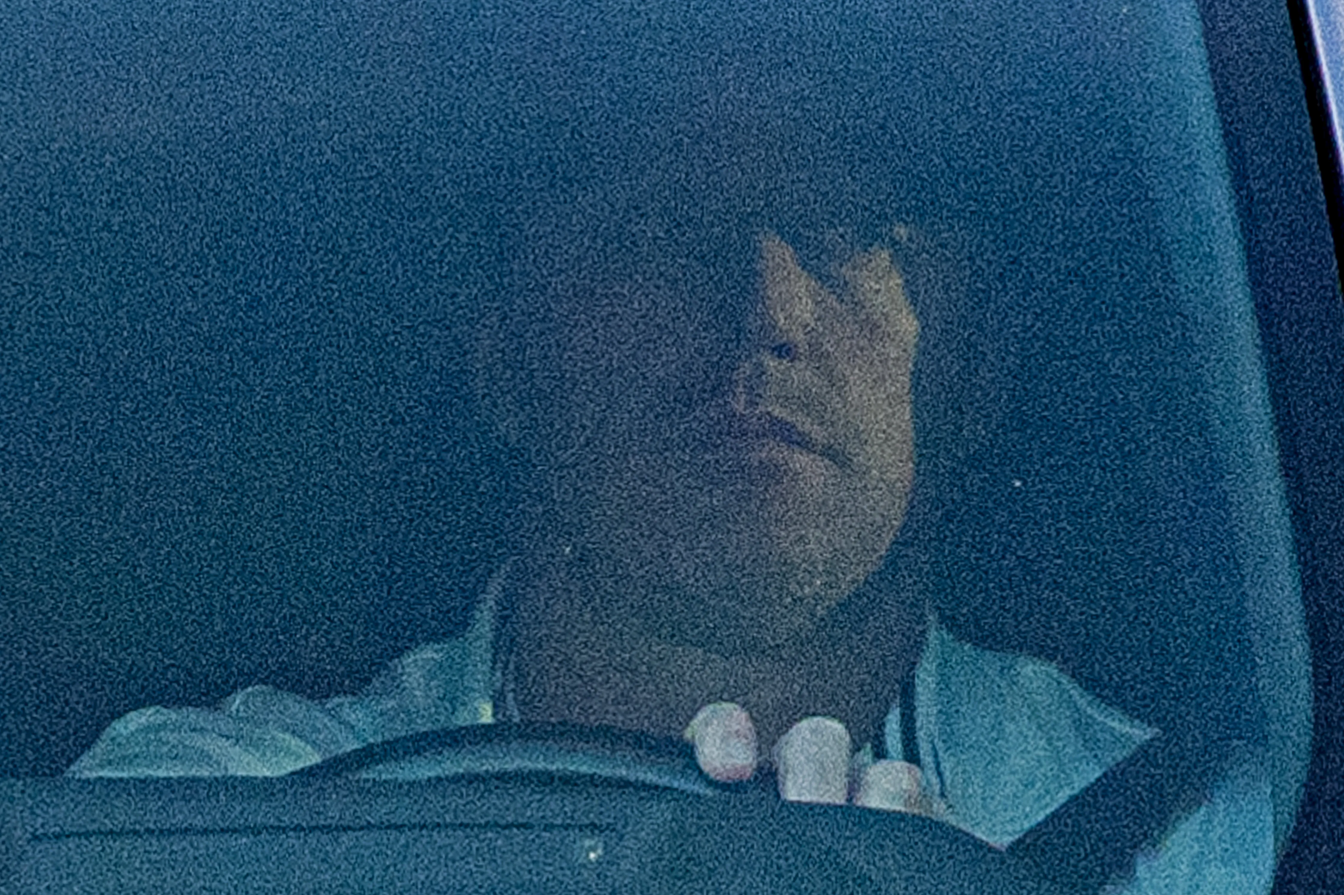 Kroy Biermann driving a car.