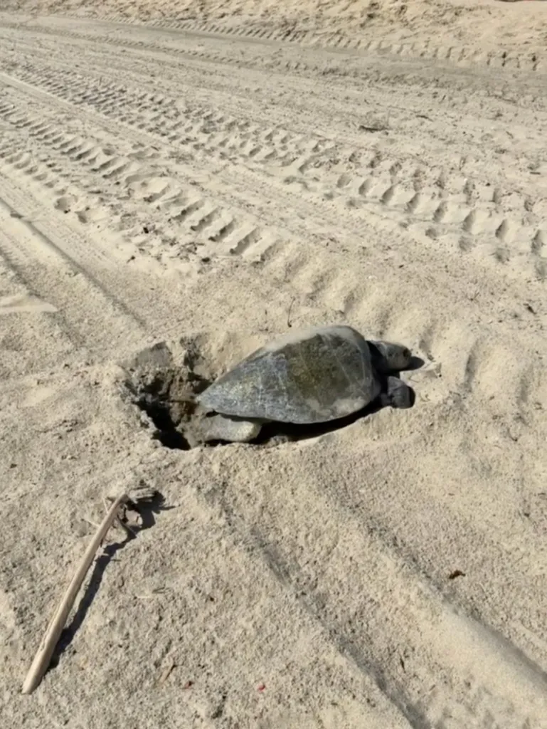 A sea turtle in a hole in the sand, nesting at Seal Beach.
