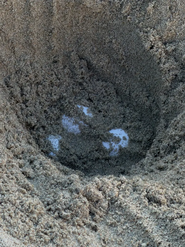 Sea turtle eggs partially buried in sand.