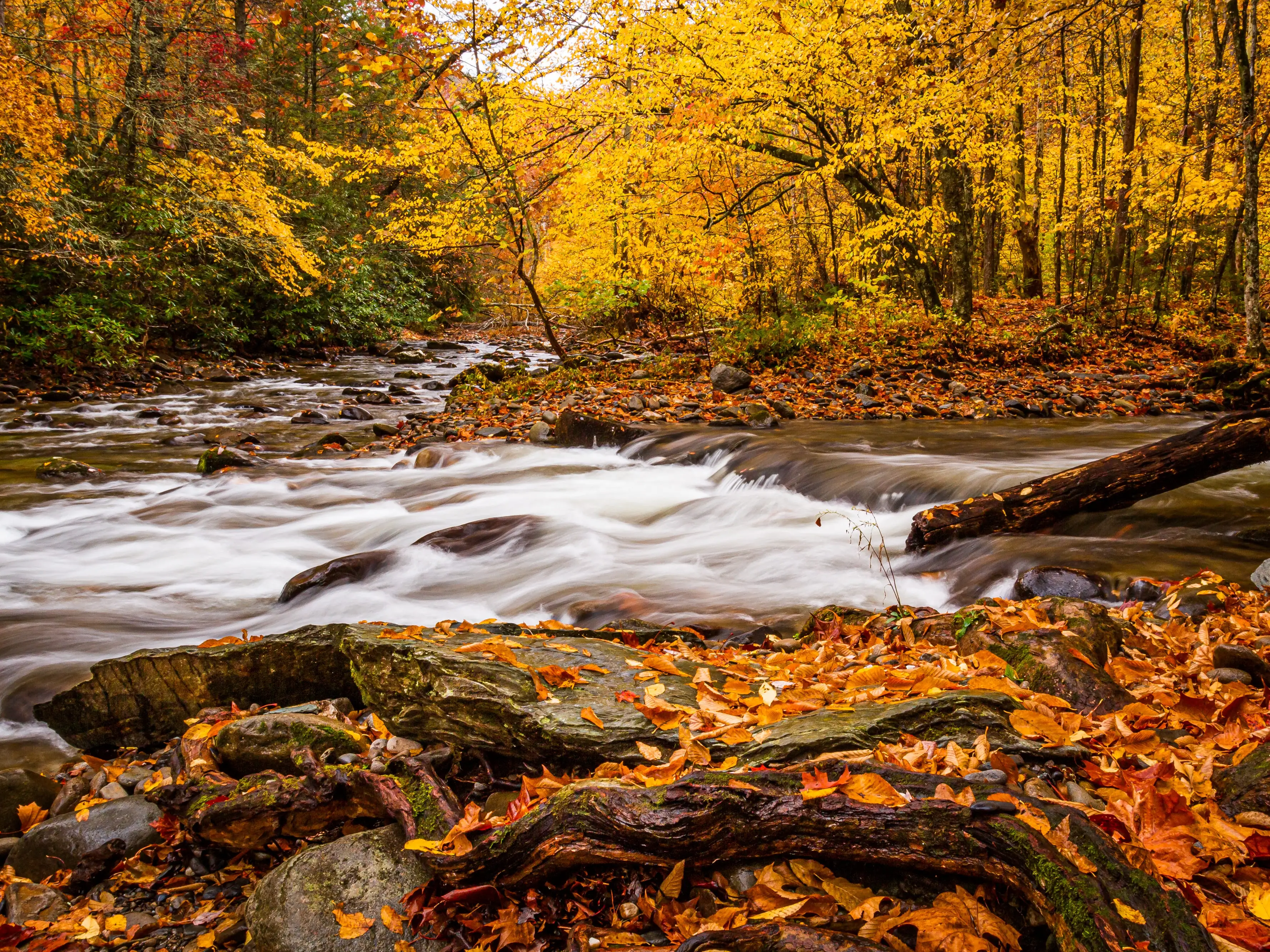 Autumn leaves cover the trees and rocks near rushing water in Great Smoky Mountains National Park.