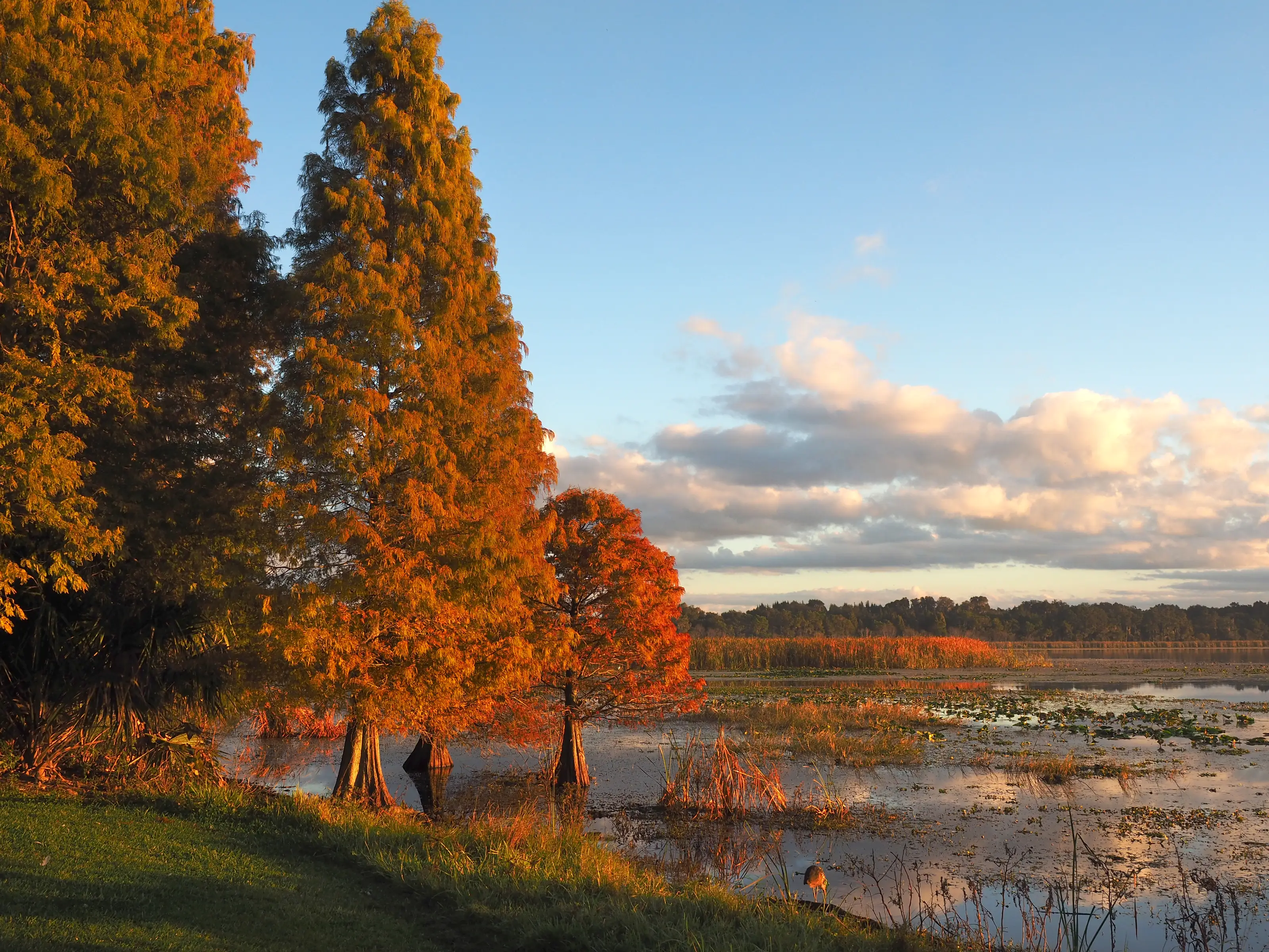Orange bald cypress trees along a river.