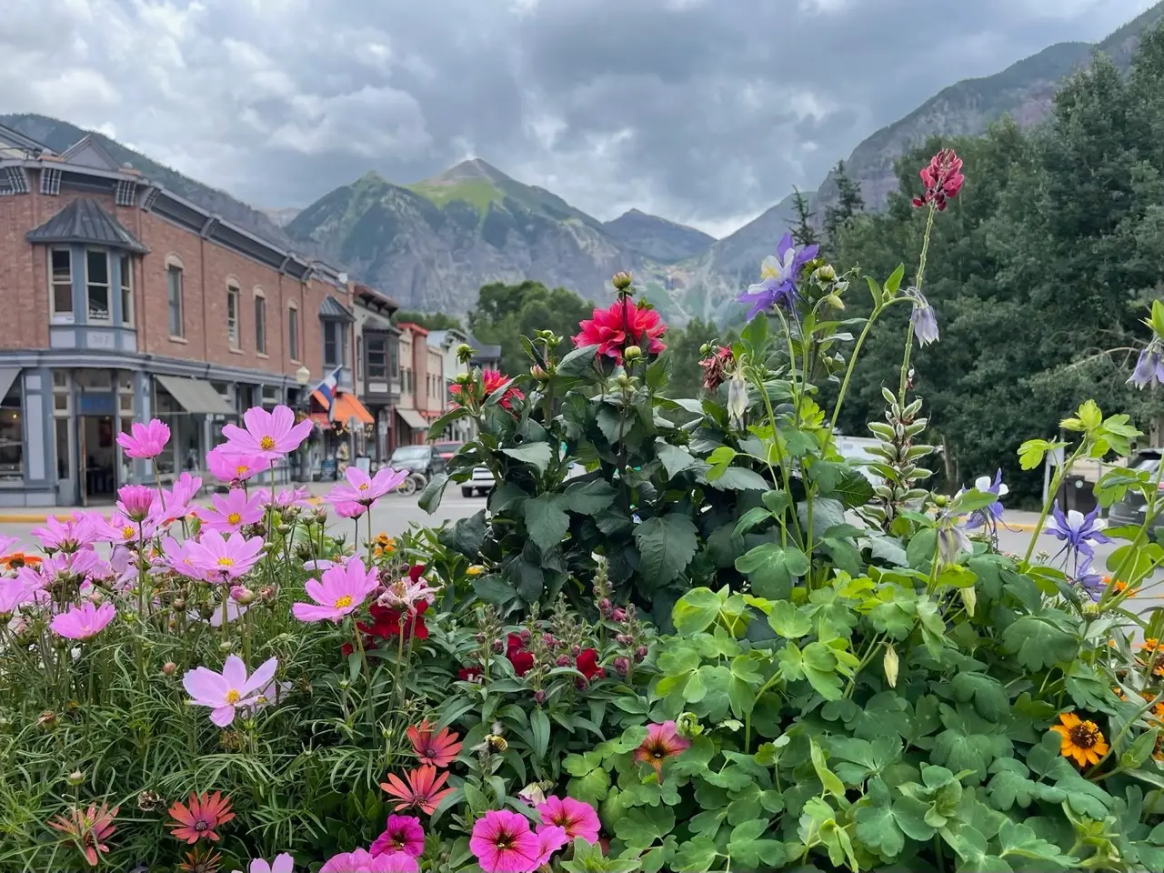 View of colorful flowers, plants