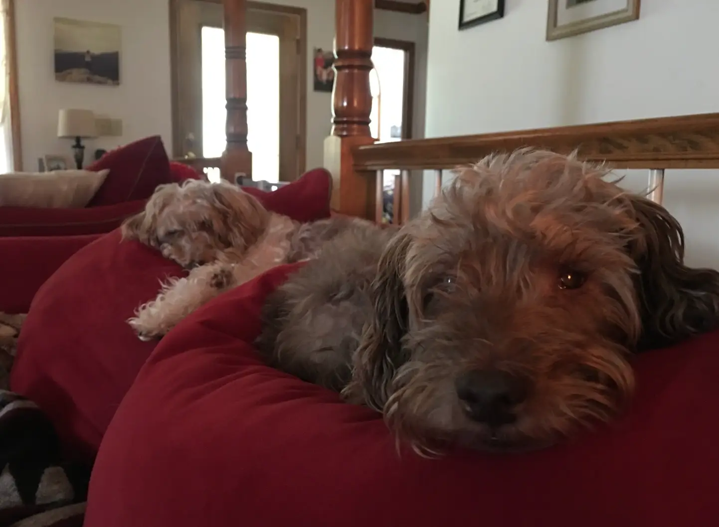Two small shaggy dogs rest on red cushions in a warmly lit living room.