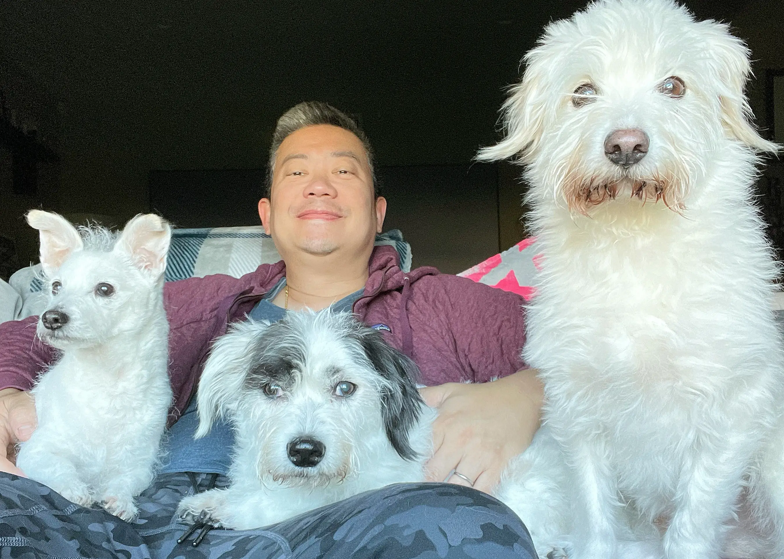 A man posing with three white dogs.