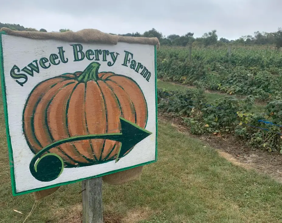 A painted sign of a pumpkin, located on an orchard, reads 'Sweet Berry Farm.'