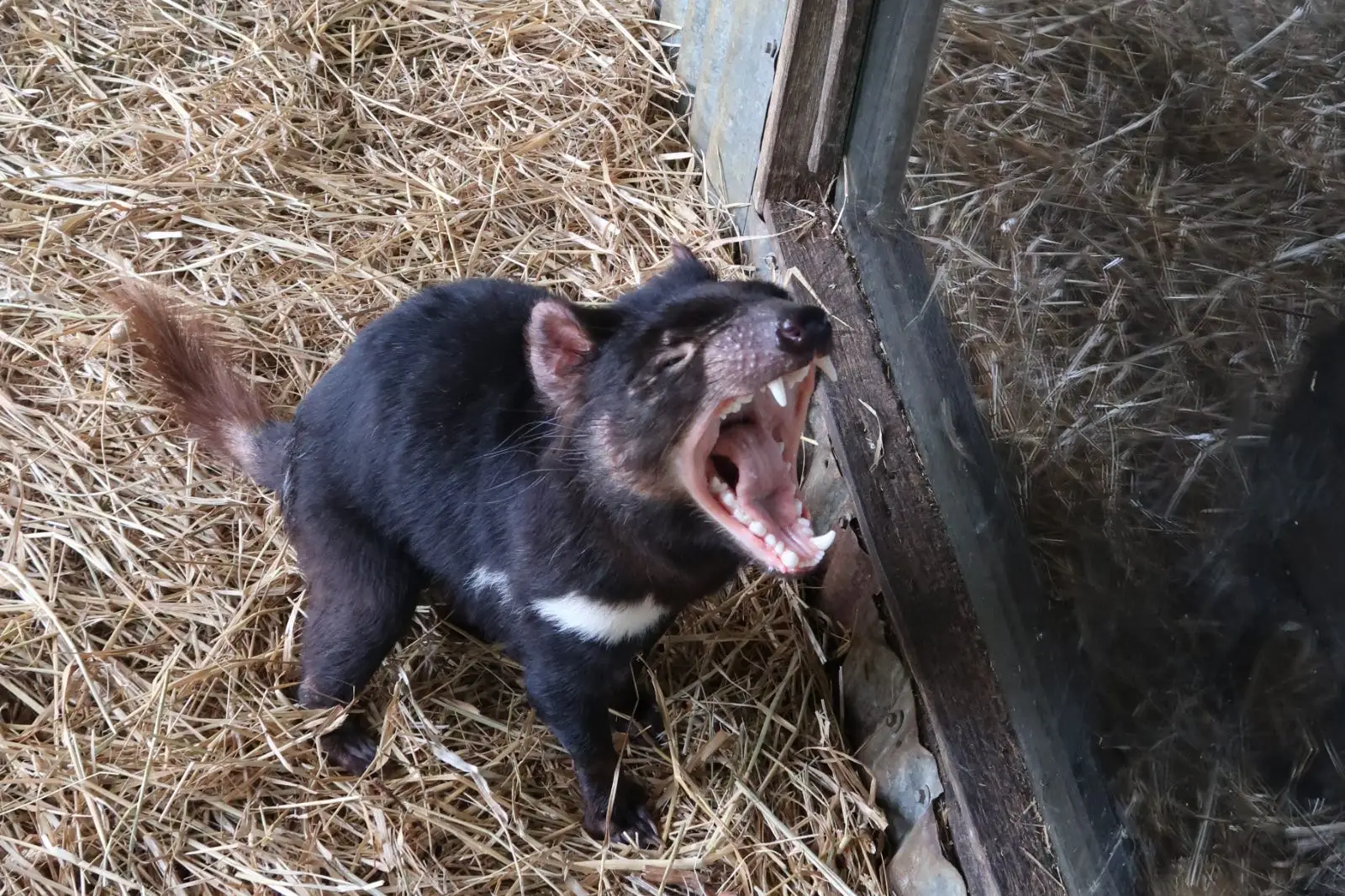 Tasmanian devil
