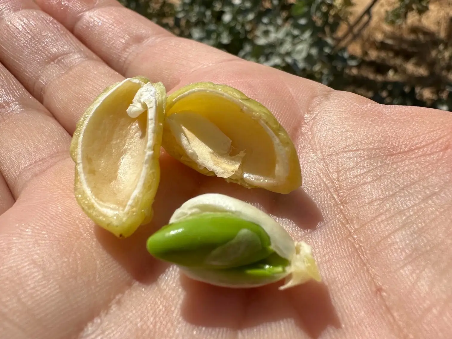 Tolgay Karabulut's handpicked pistachios.