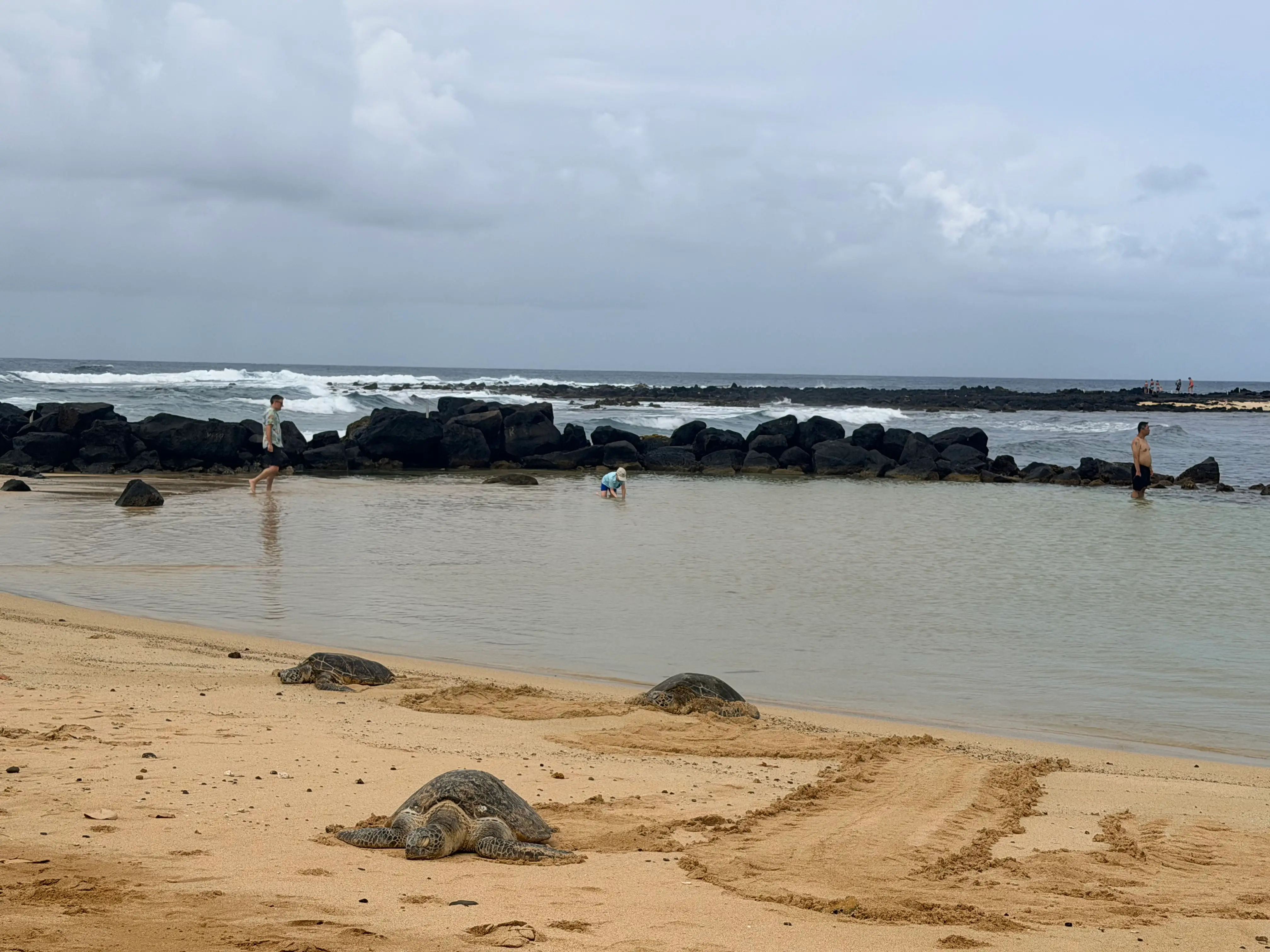 a beach with sea turtles and three people in the water