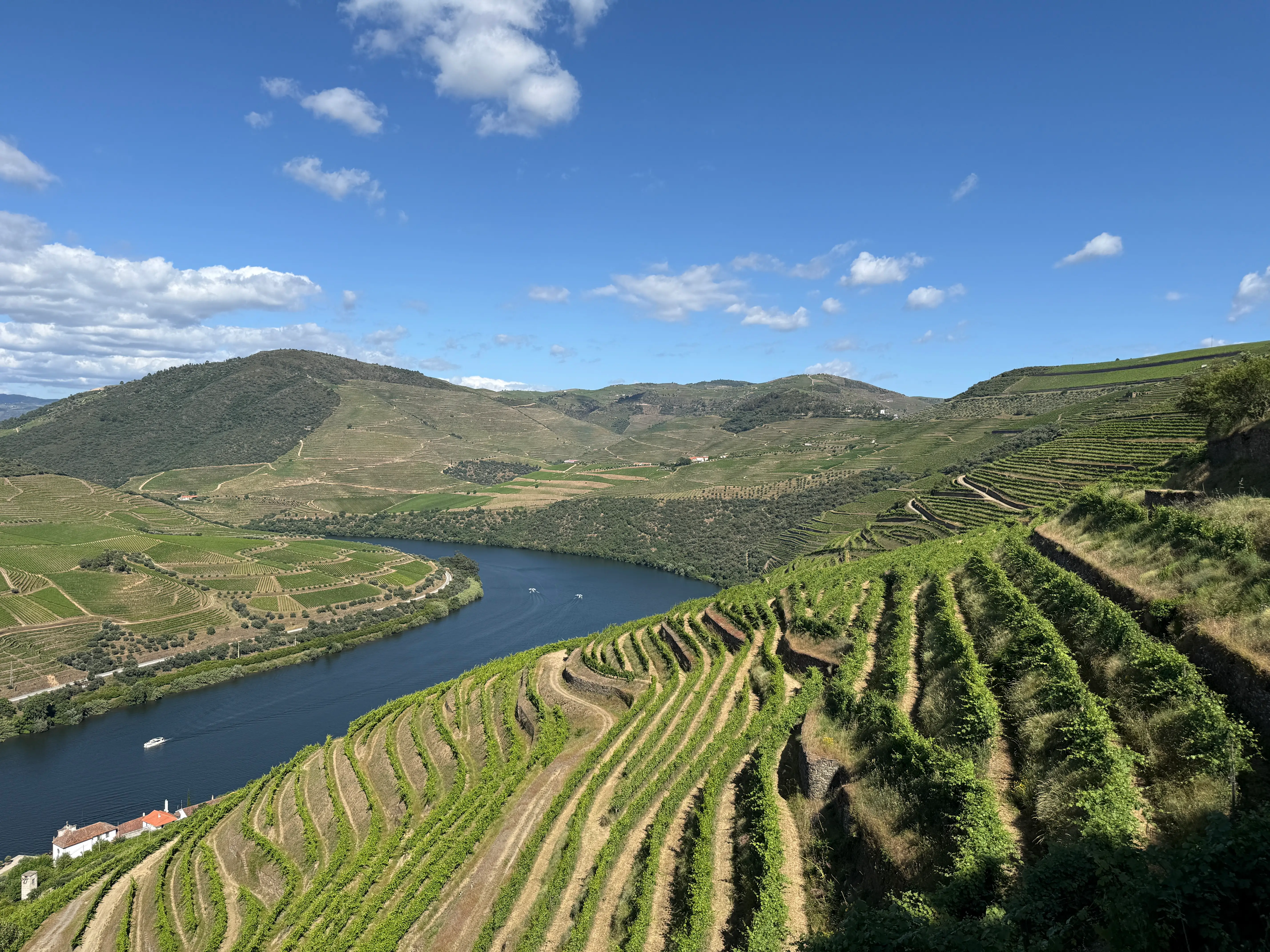 Aerial view of greenery, water in Douro Valley