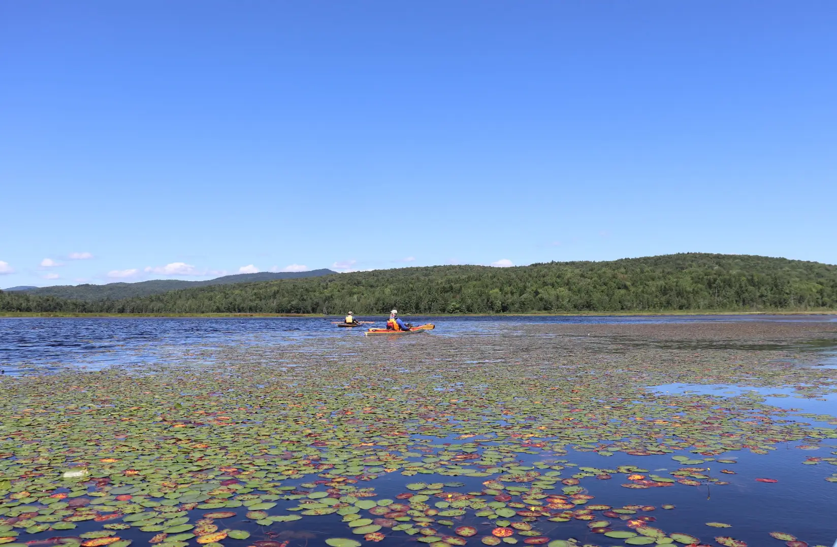 Two kayakers paddle across a lily pad-covered lake with forested hills beneath a clear blue sky.