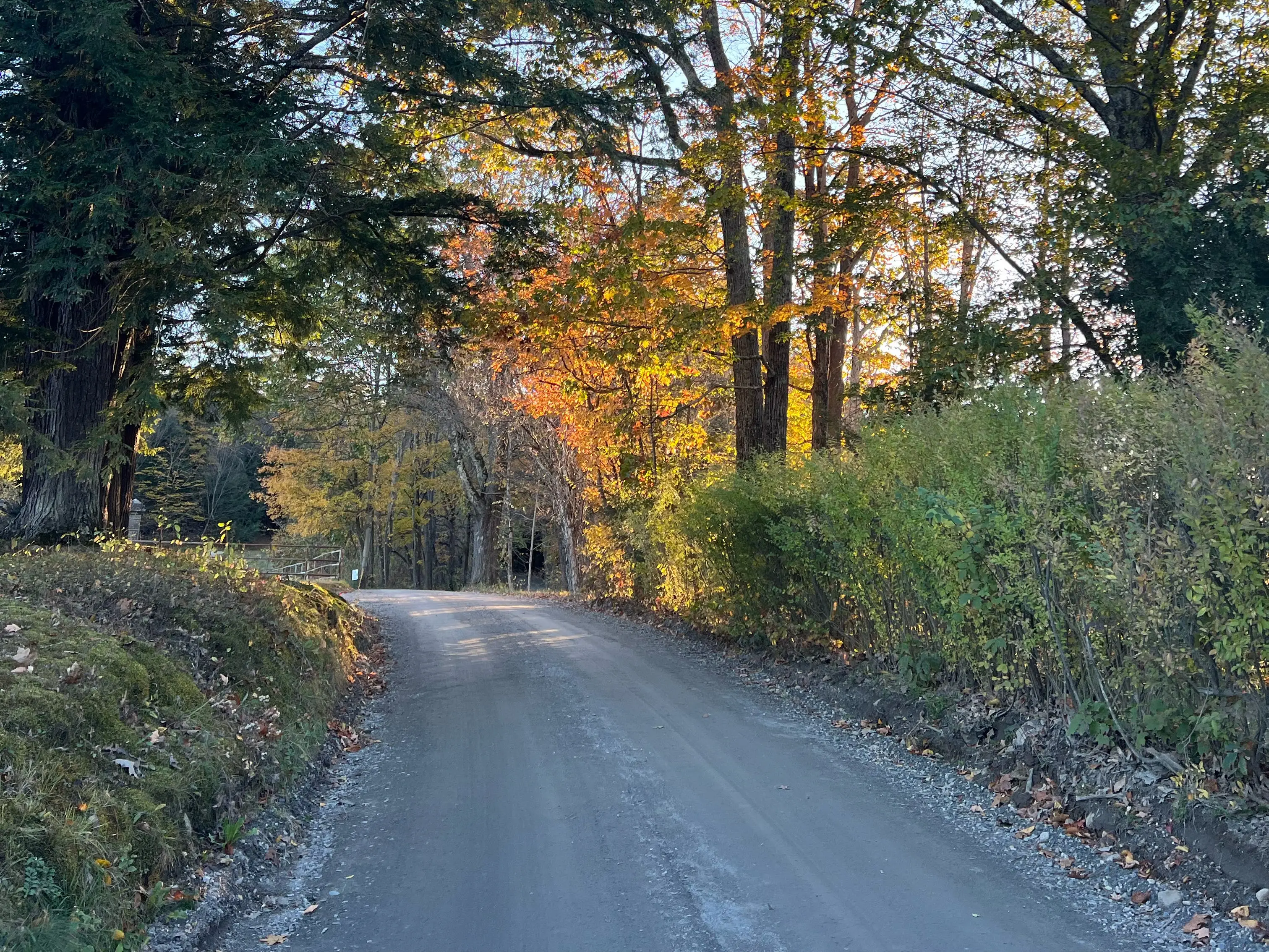 A narrow rural road curves through tall trees with autumn foliage in warm late-day sunlight.