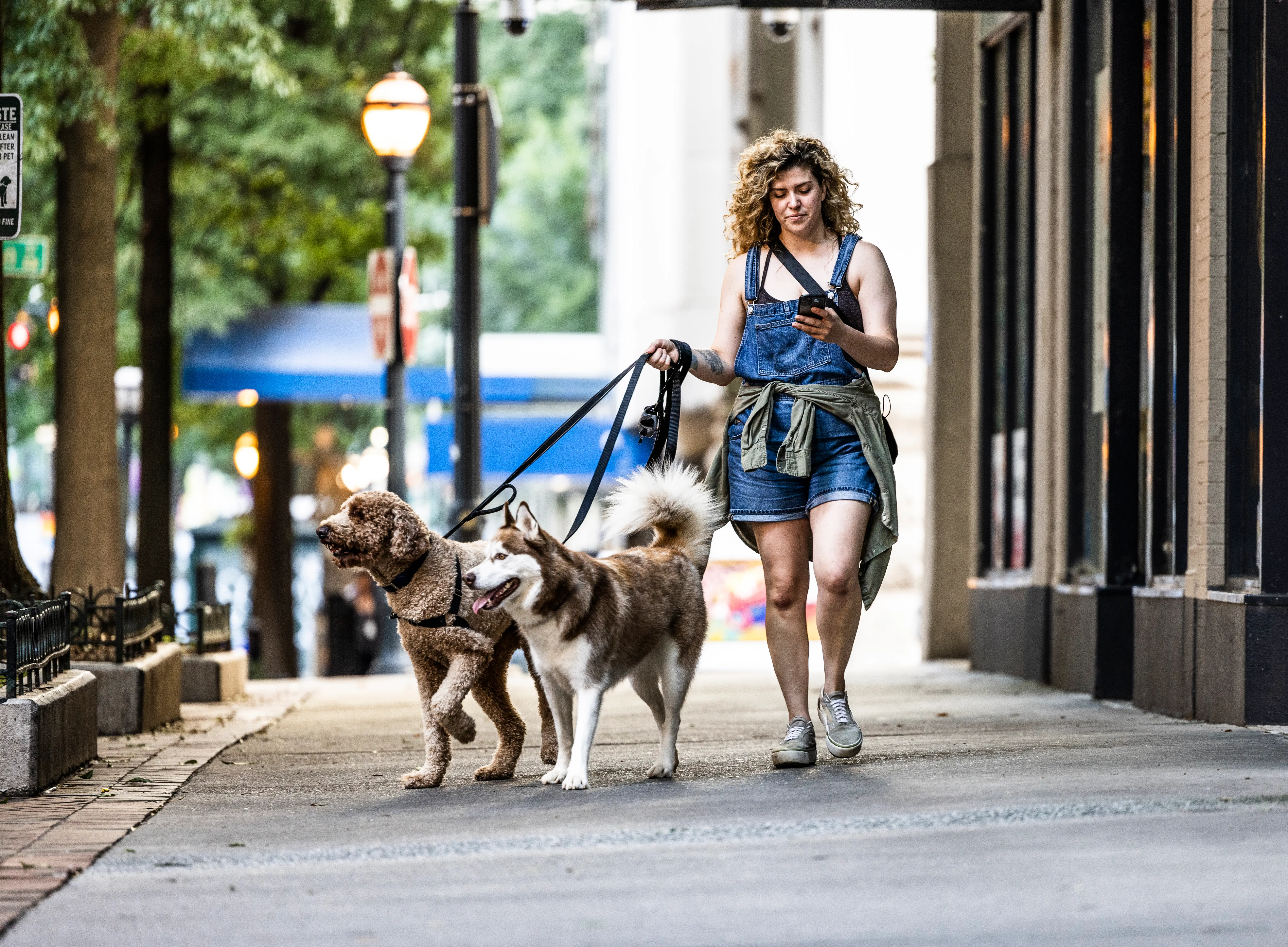 Person in denim overalls walks two leashed dogs along a tree-lined city sidewalk.