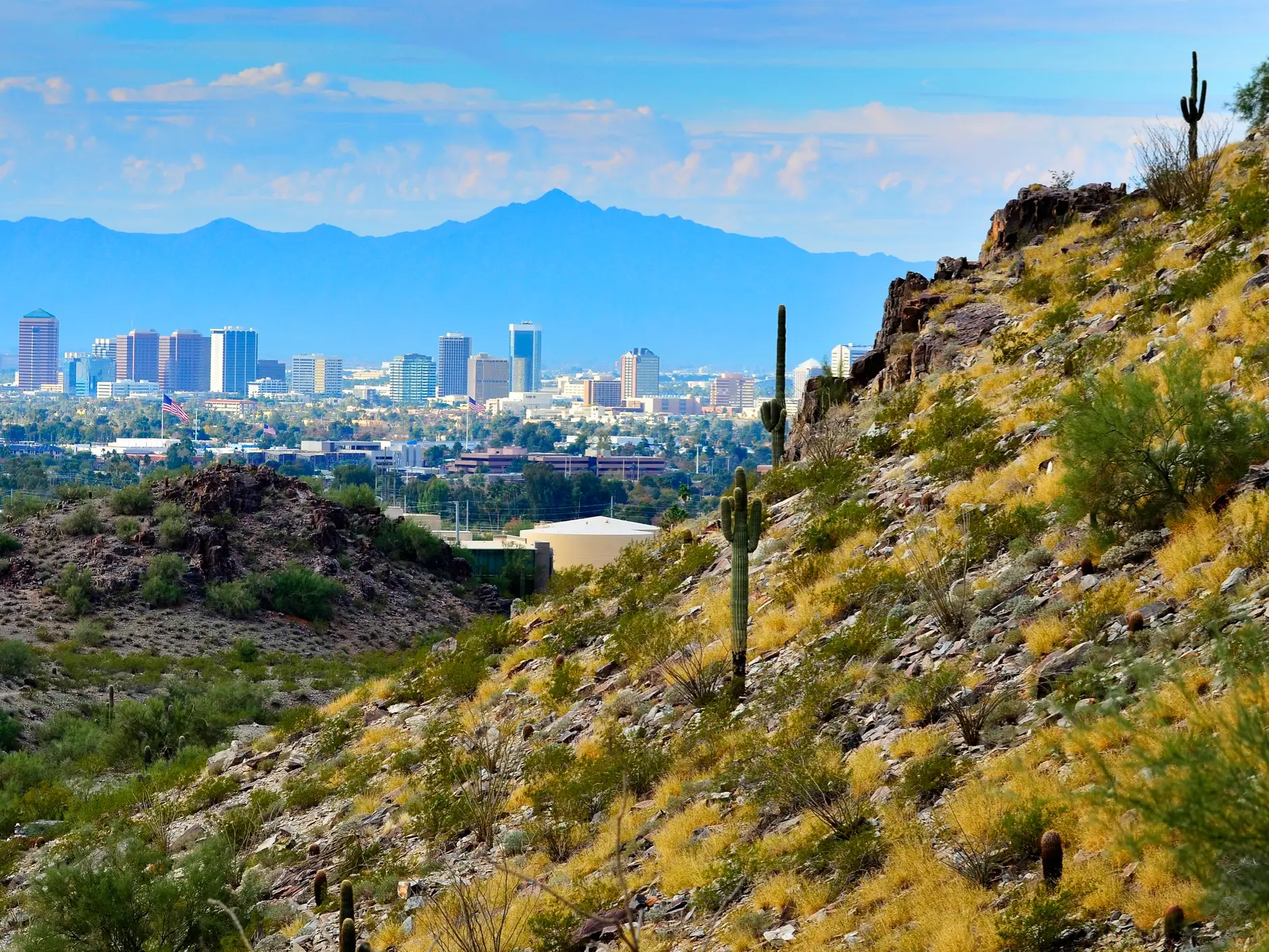 Desert hillside with saguaro cacti overlooks a downtown skyline and distant mountains under a blue sky.