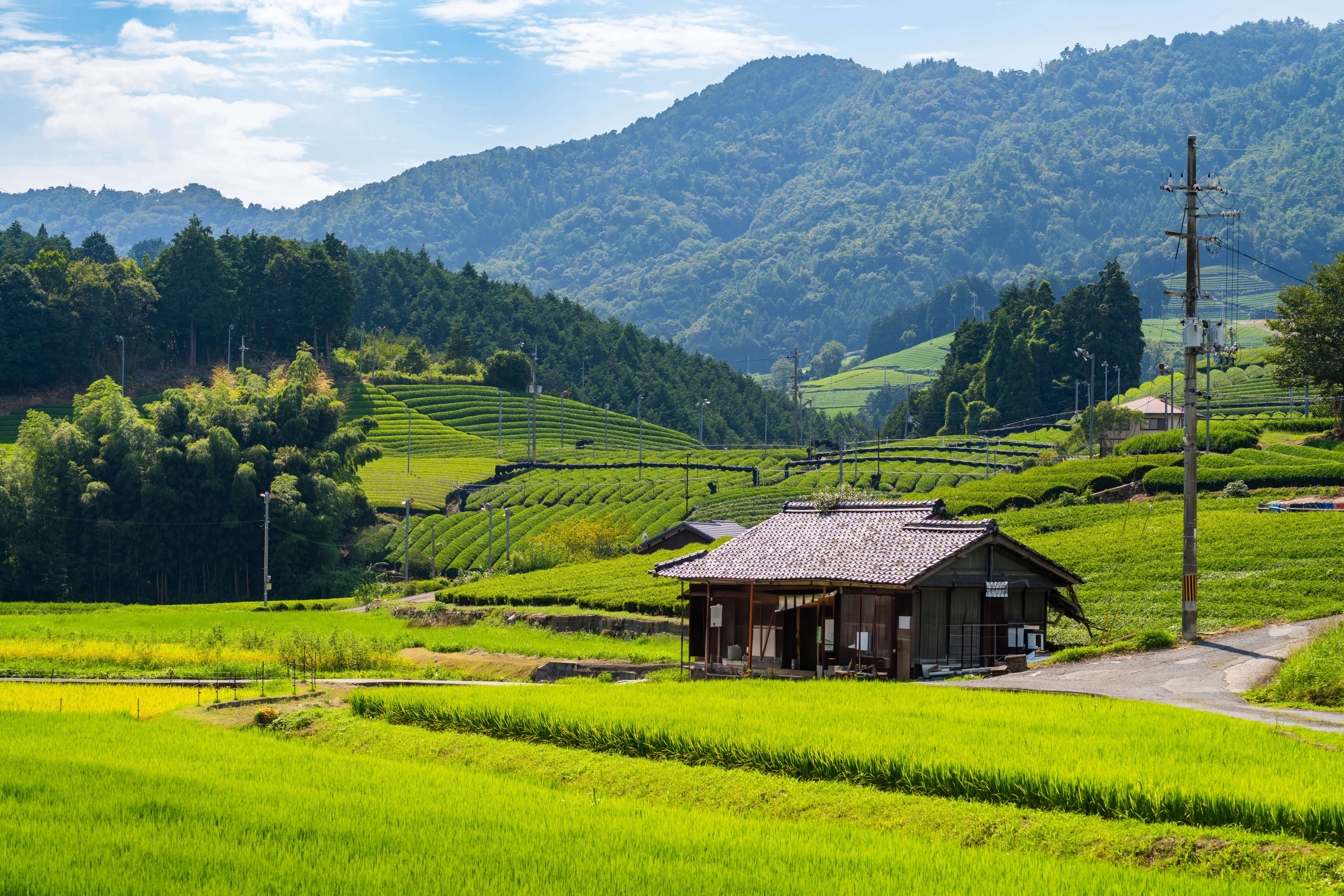 Terraced green fields surround a rural wooden house with forested mountains and utility poles in the background.