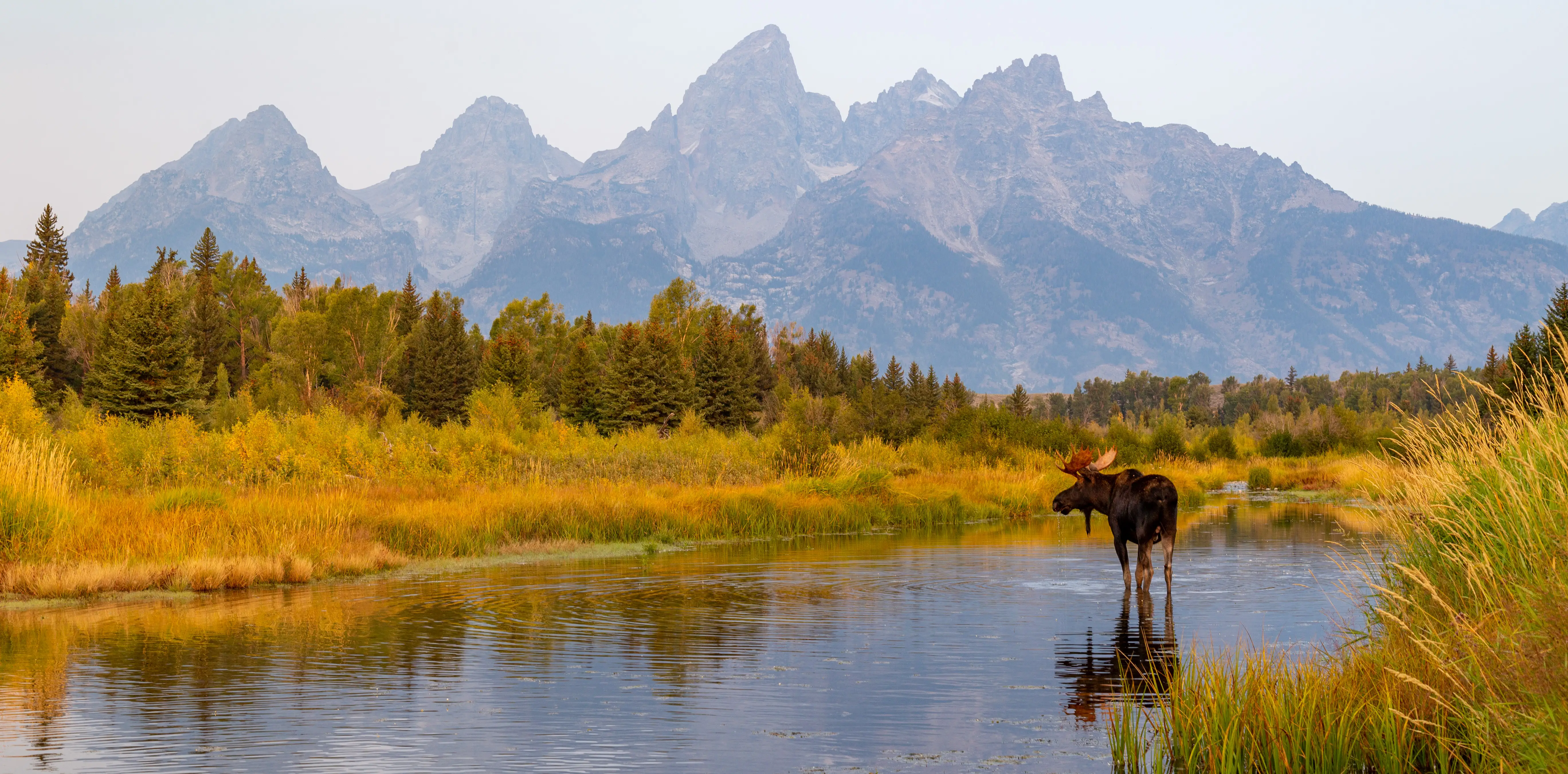 moose in Jackson Hole