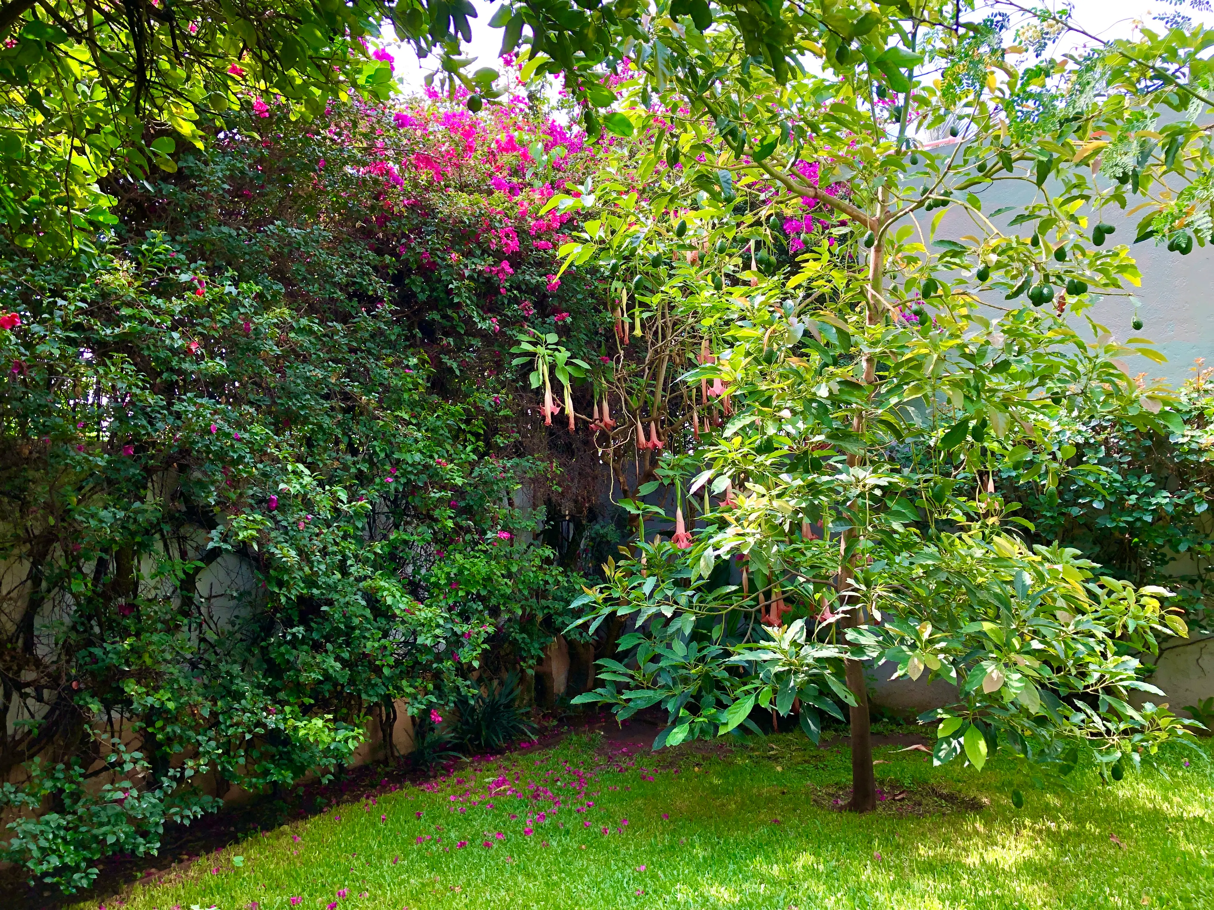 Avocado tree in green yard