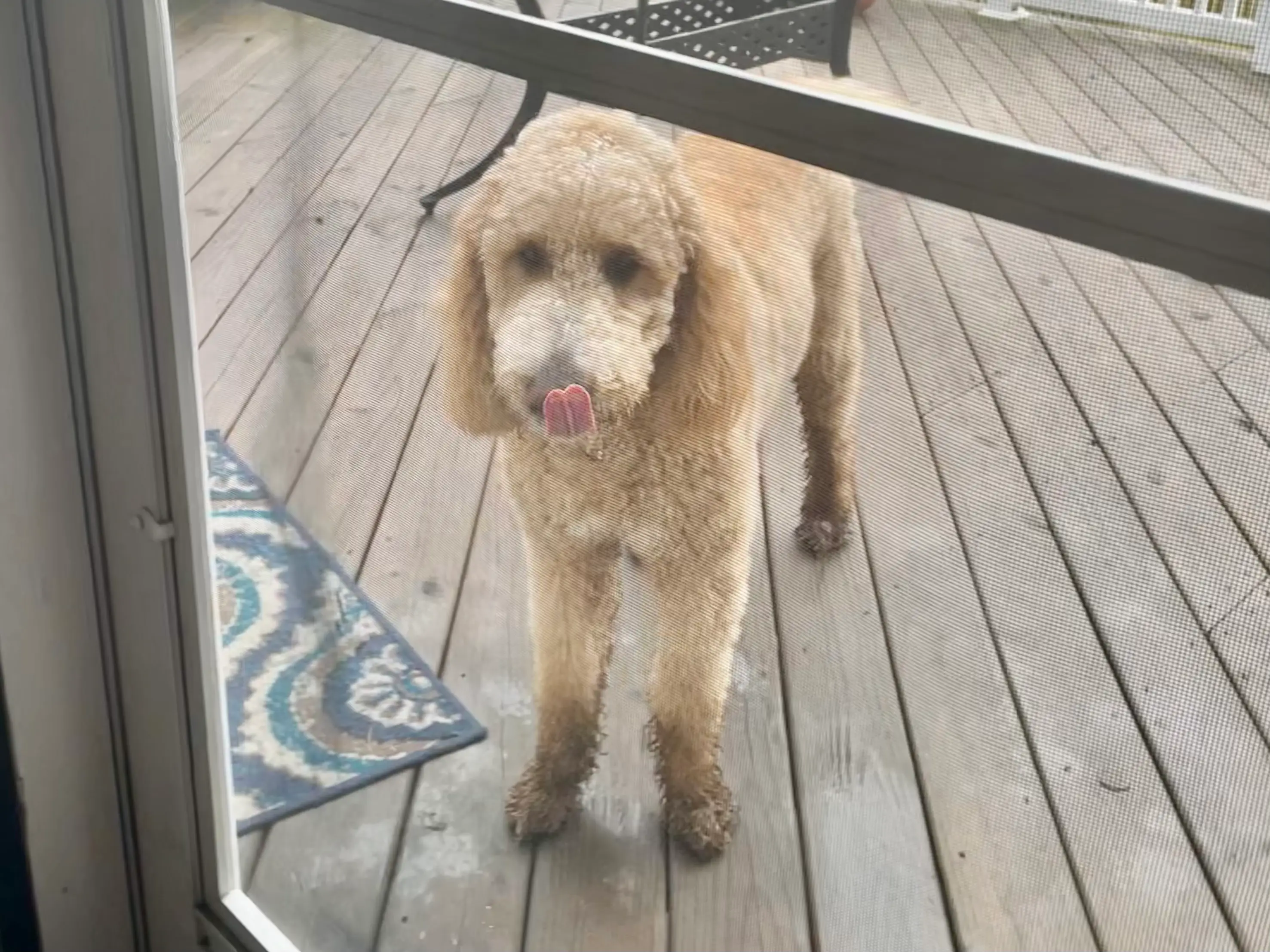 Goldendoodle with muddy paws