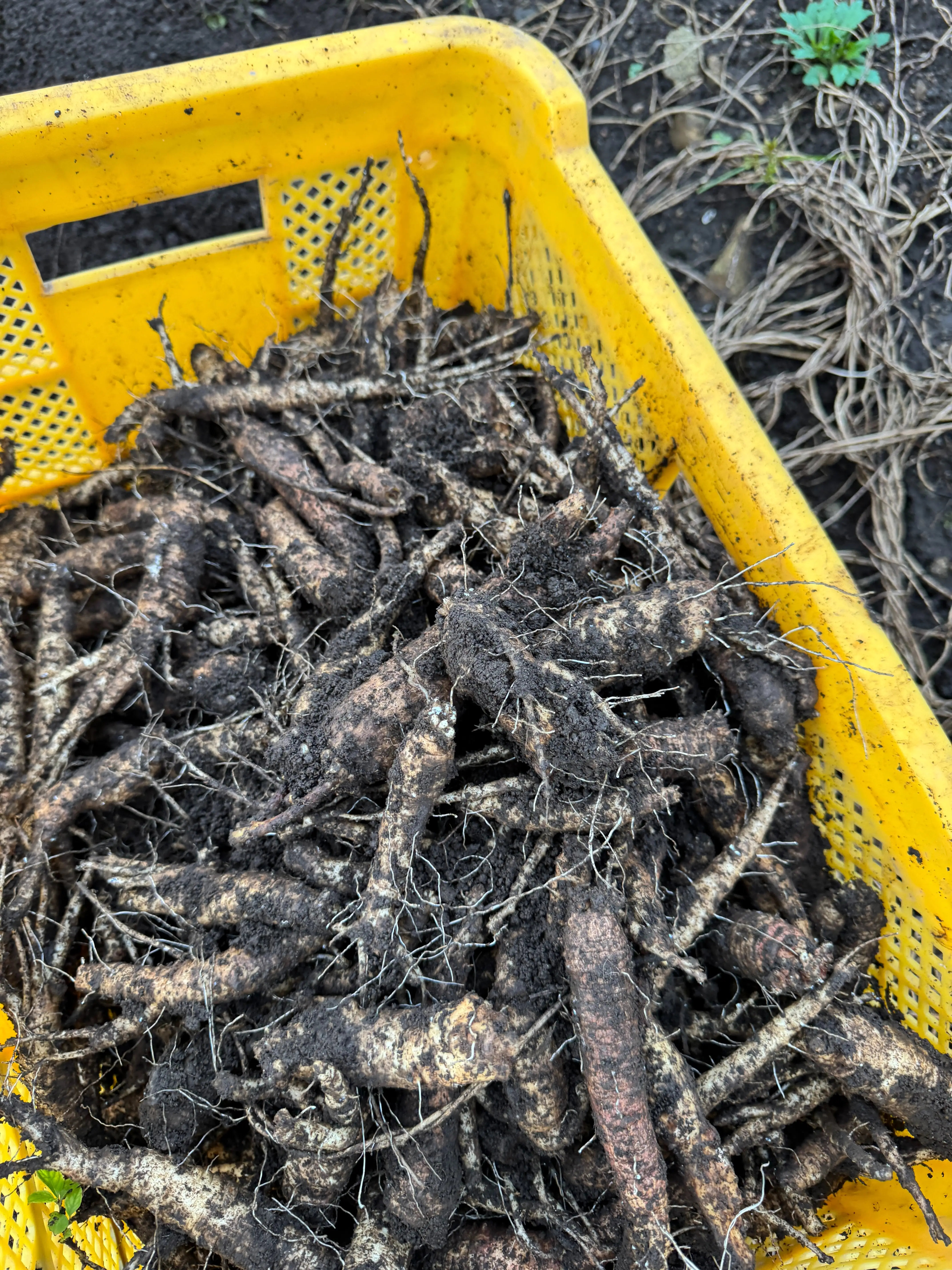 A yellow crate filled with  deodeok, or bonnet bellflower from Korea.