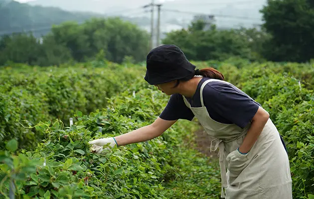 A woman farming in South Korea.
