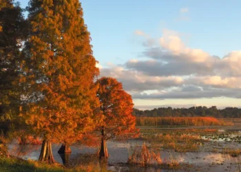 I’ve lived in Florida for 25 years. Here’s why I think fall is the best time to visit.