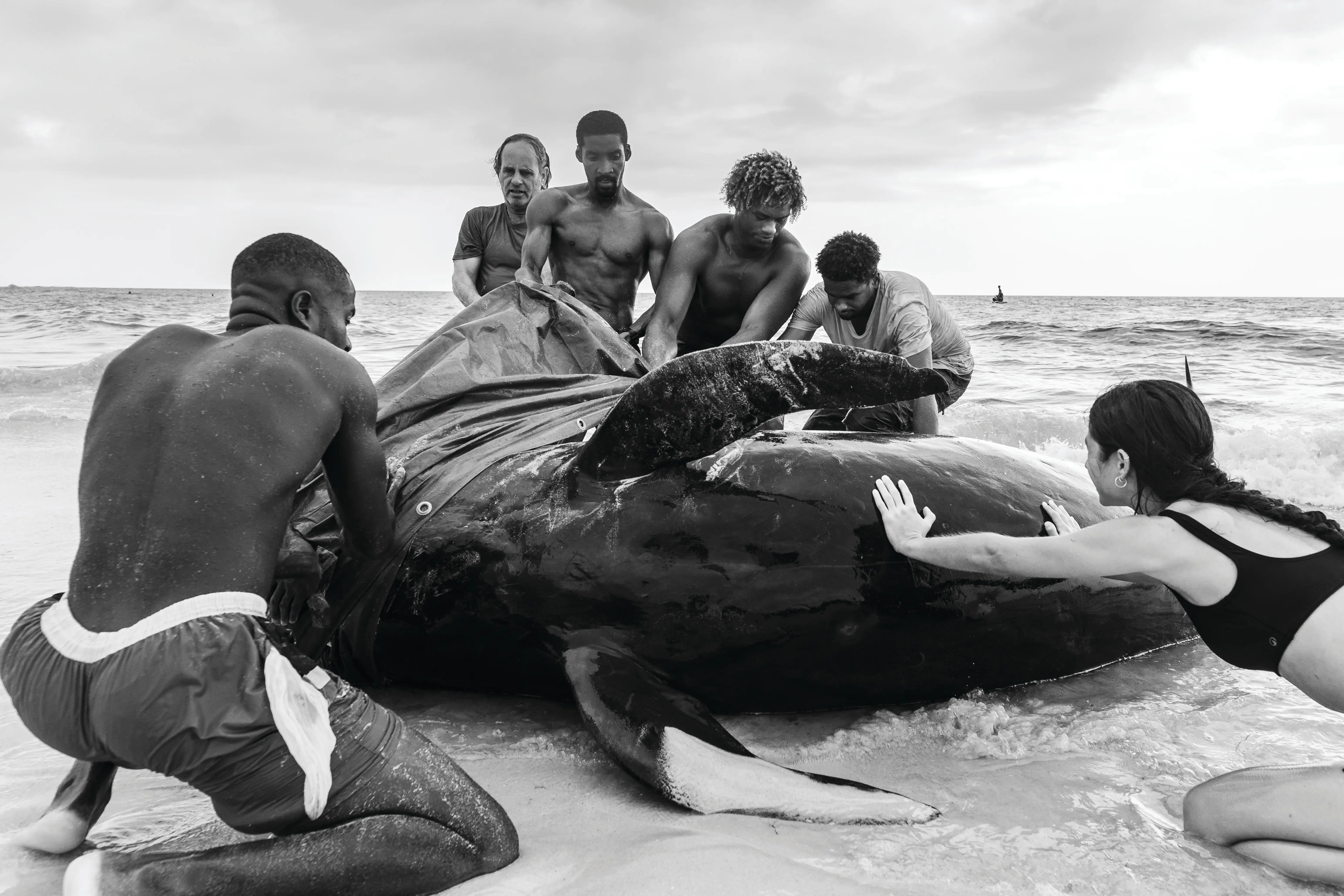 A stranded short-finned pilot whale.