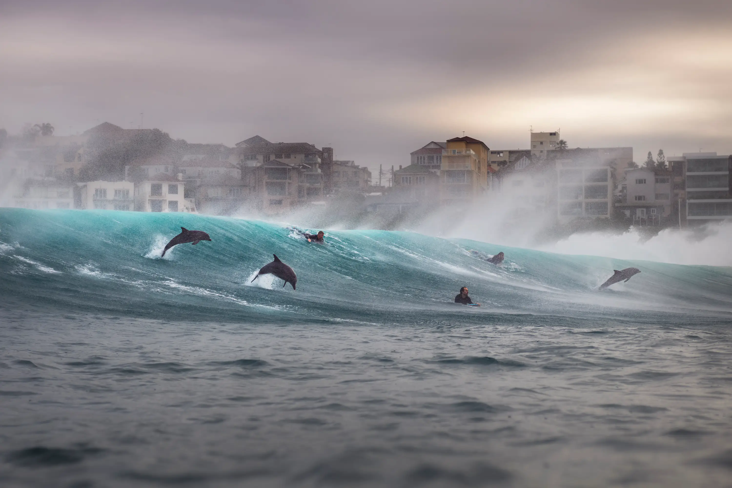 Dolphins alongside surfers.