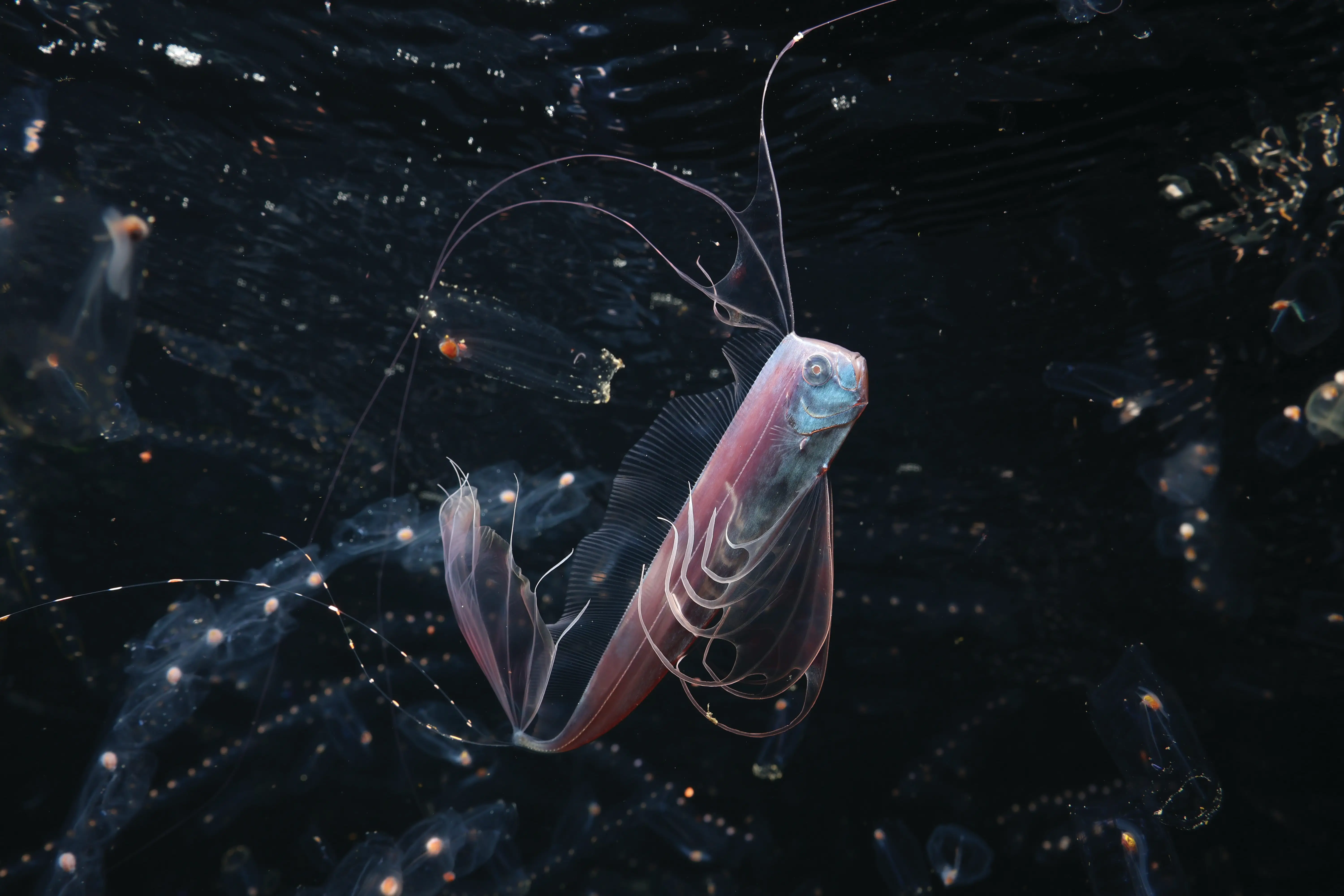 A ribbonfish.