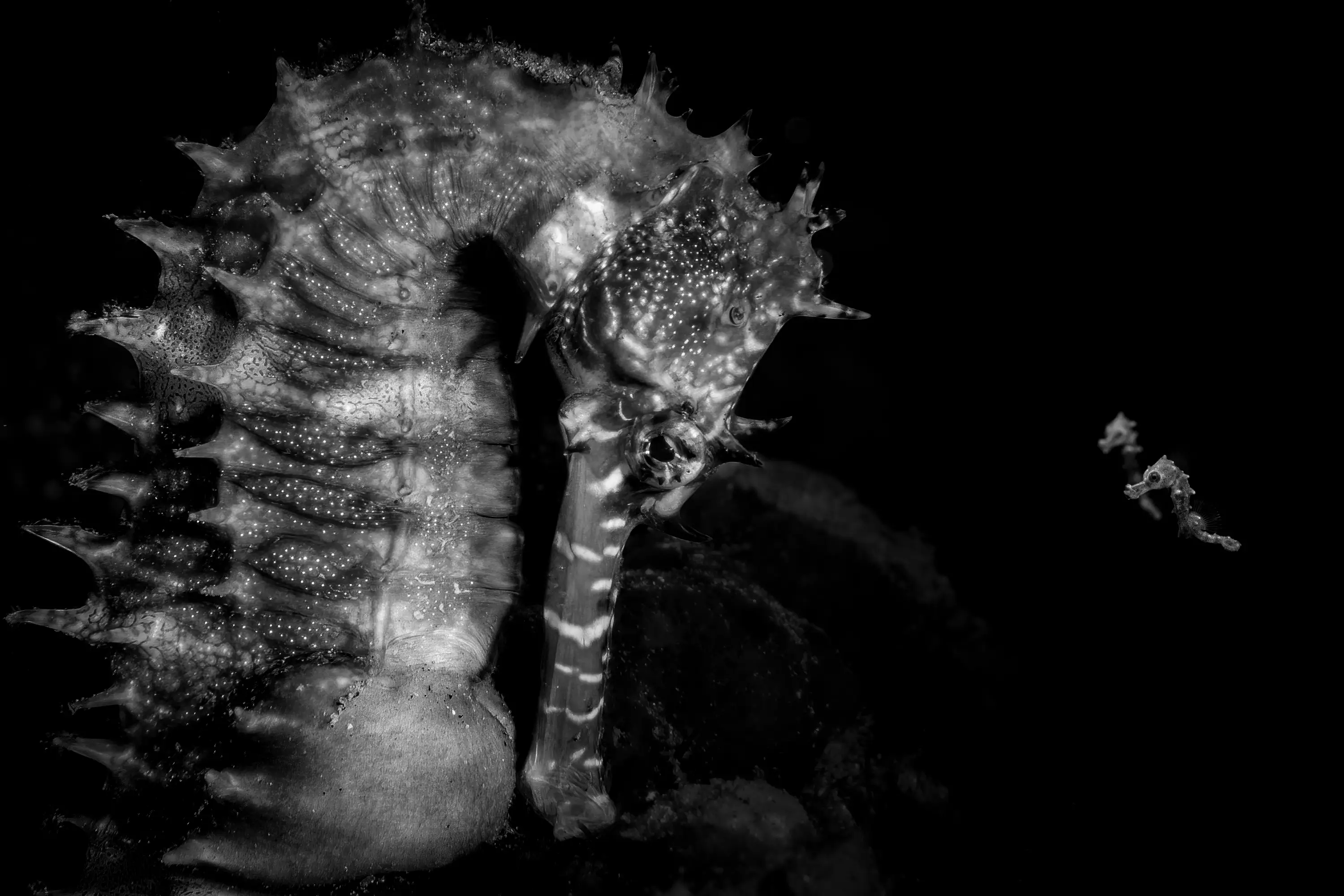 An adult seahorse with newborn juveniles.