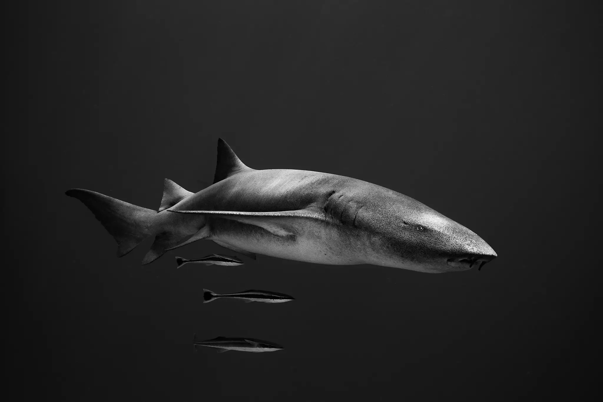 A tawny nurse shark.