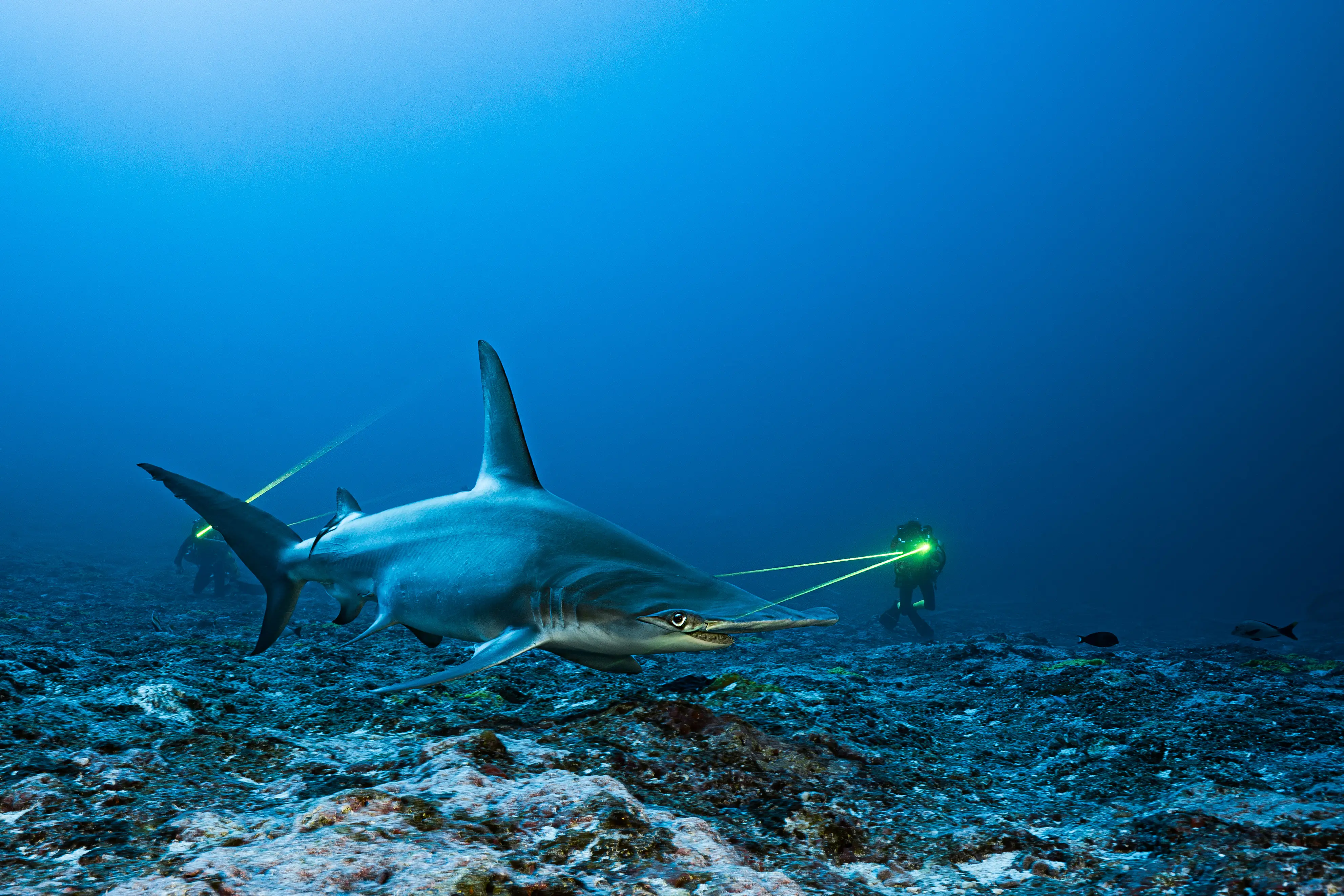 A great hammerhead shark.