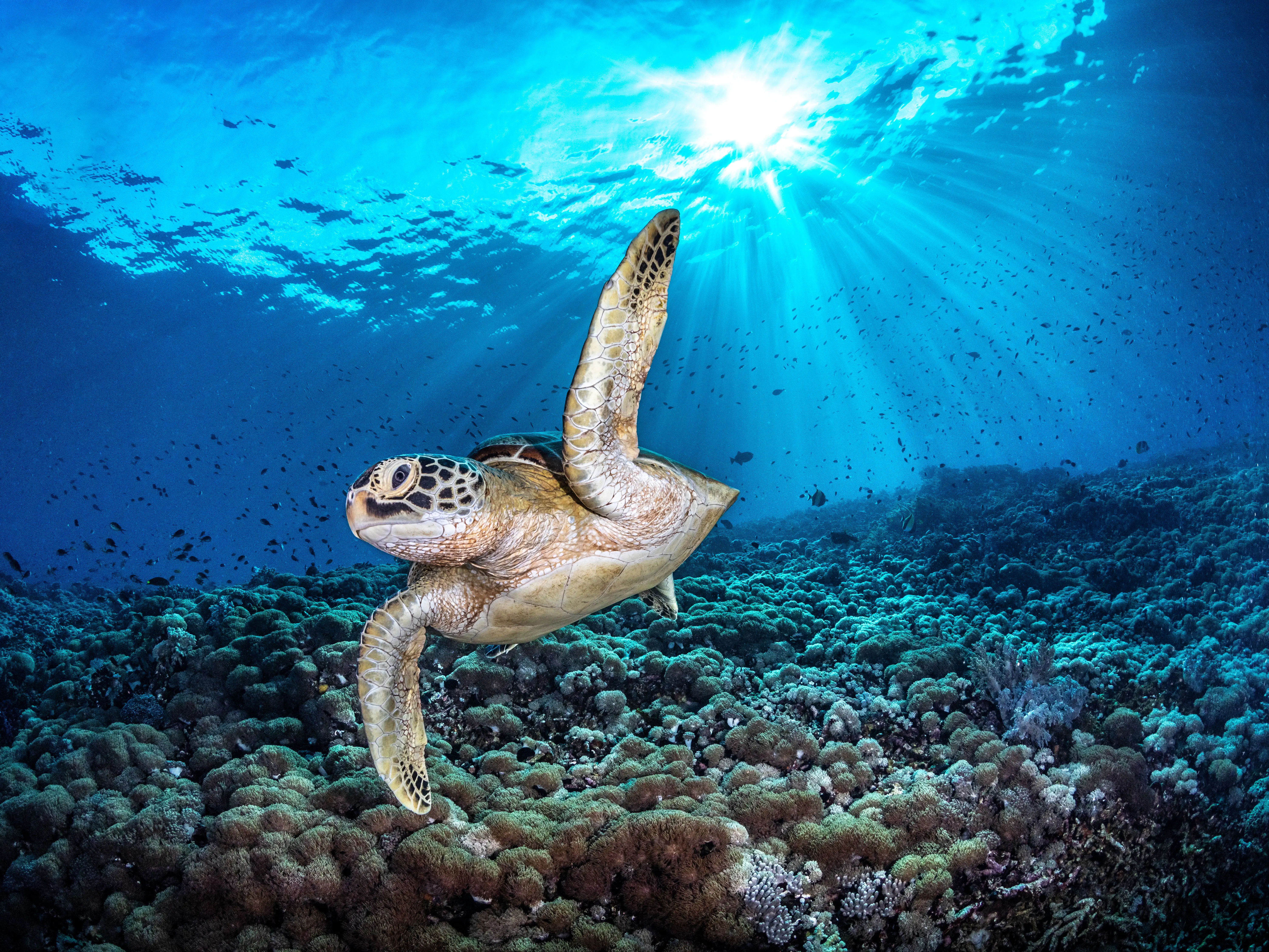 A green turtle.