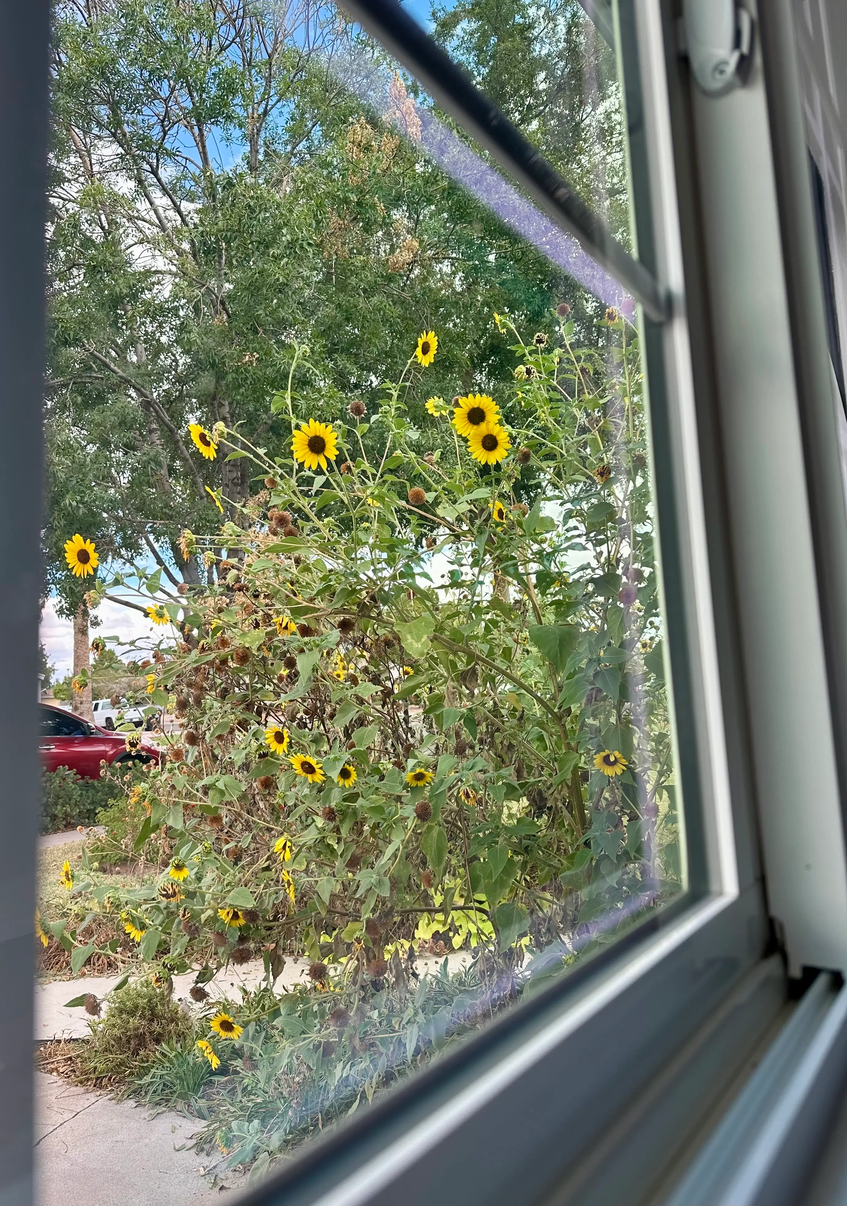 a window showing a view of sunflowers