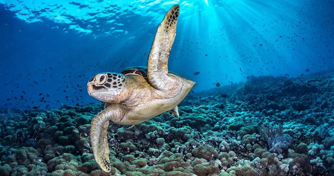 These award-winning underwater photos provide a rare glimpse beneath the world’s oceans