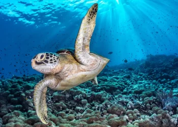 These award-winning underwater photos provide a rare glimpse beneath the world’s oceans