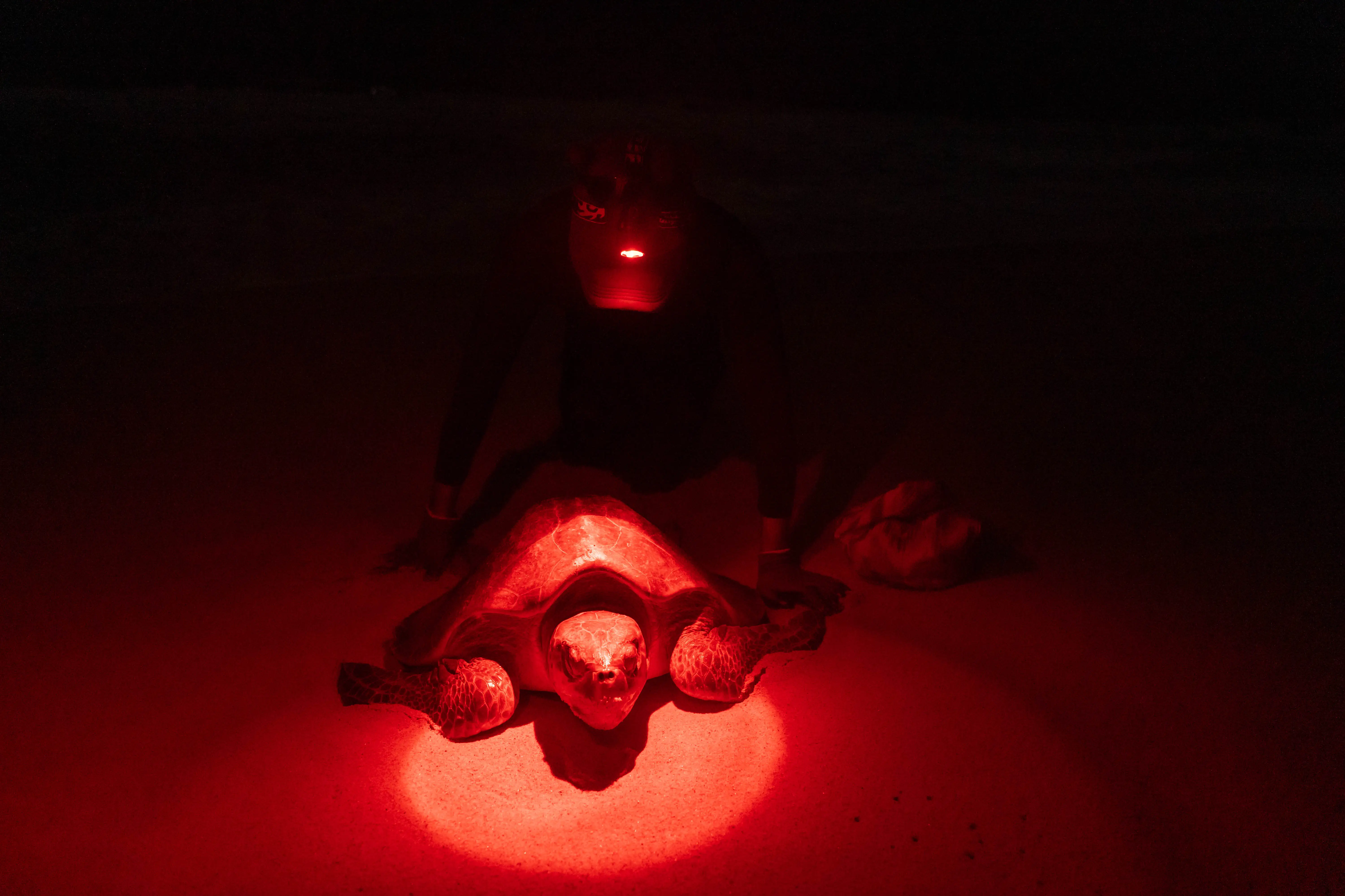An olive ridley sea turtle.