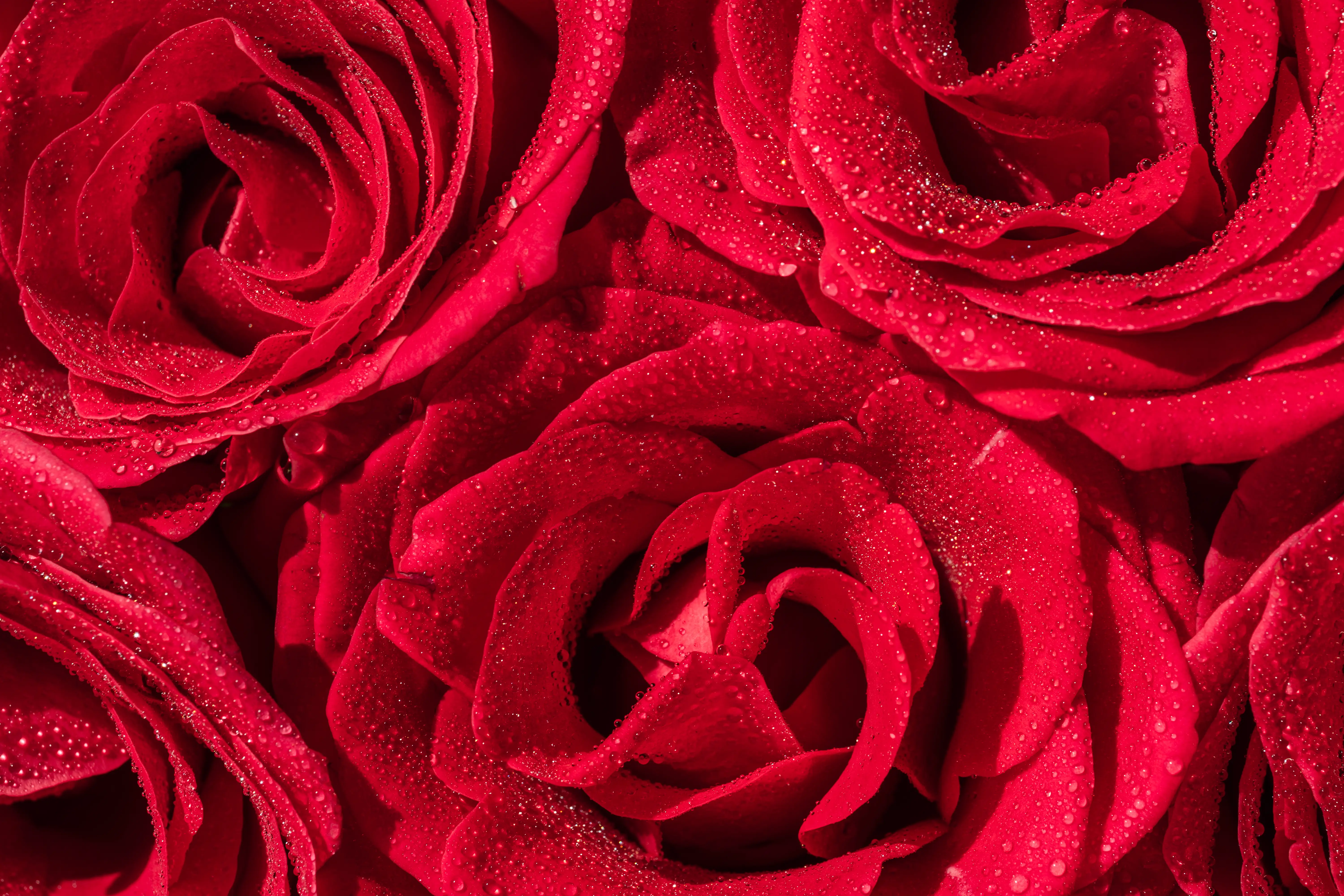 Close-up of red roses.