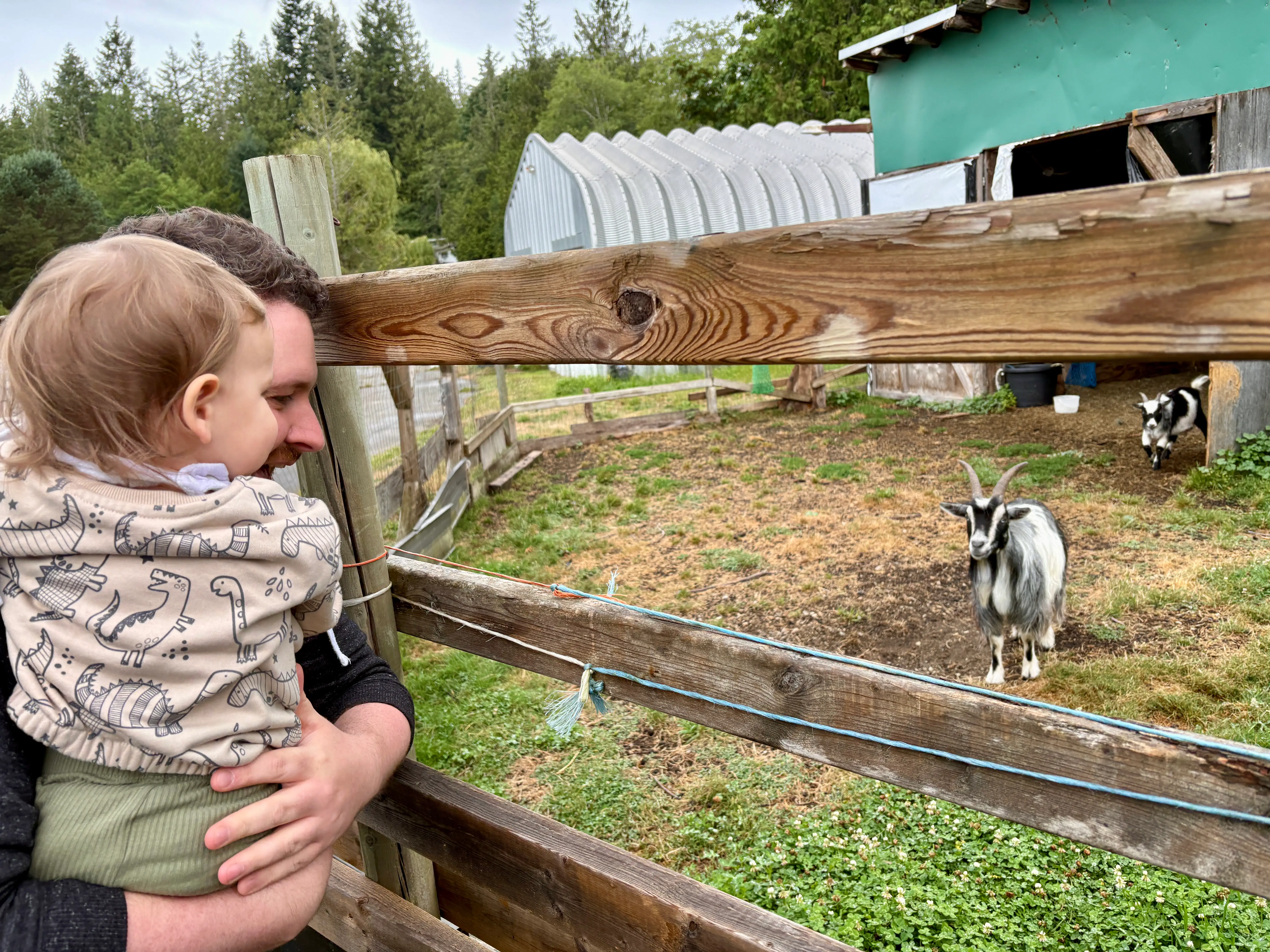 the author's husband holding their daughter and looking over a fence at goats